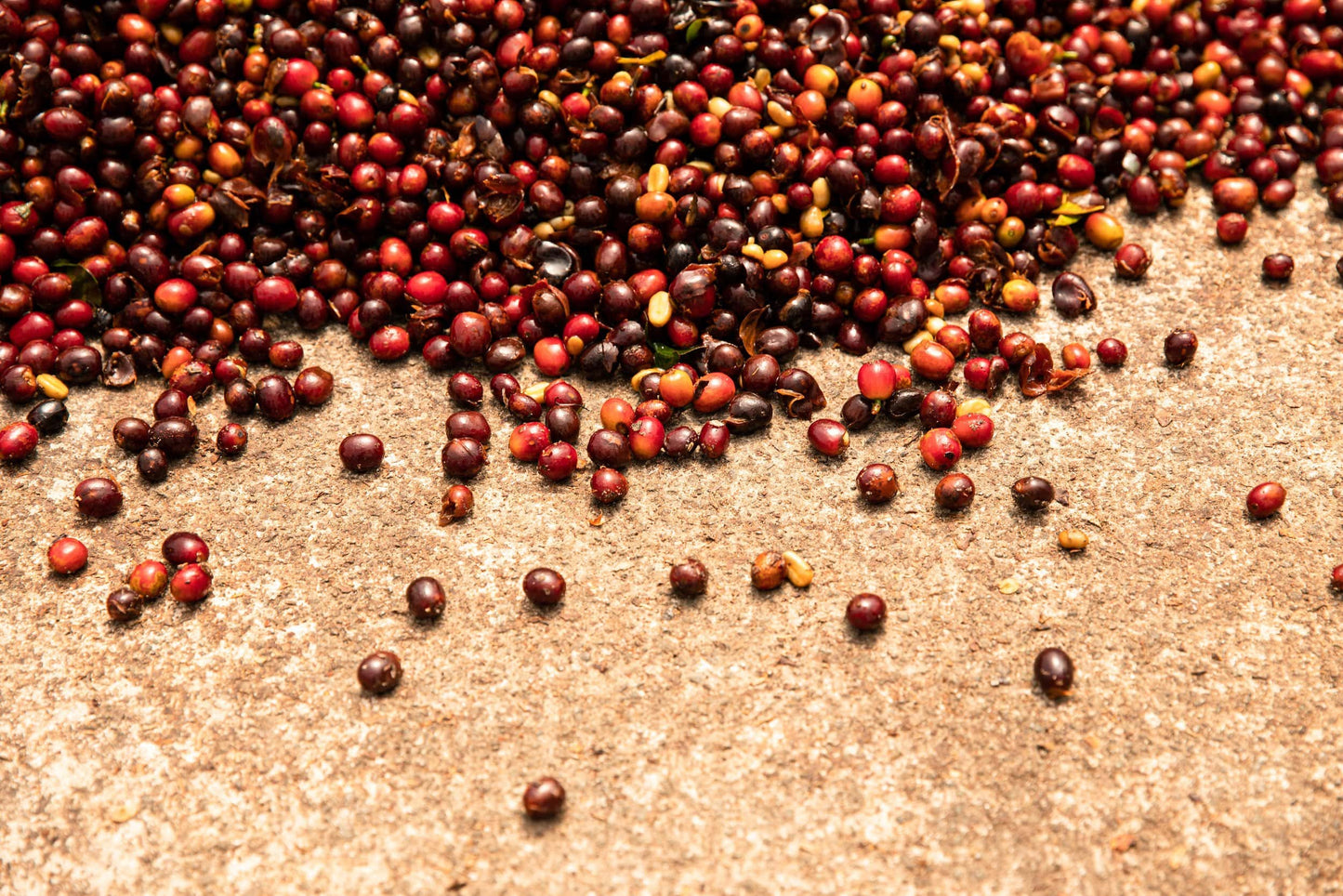 ripe red coffee cherries on a brown patio