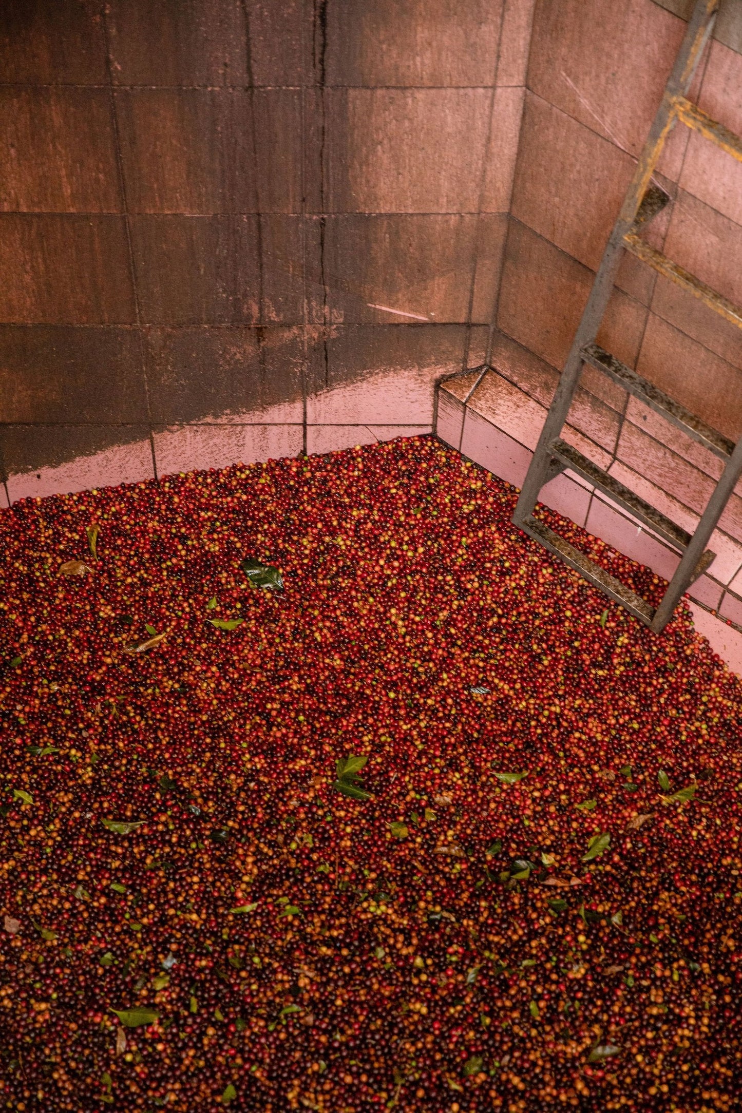 a tub of red coffee cherries just picked from trees