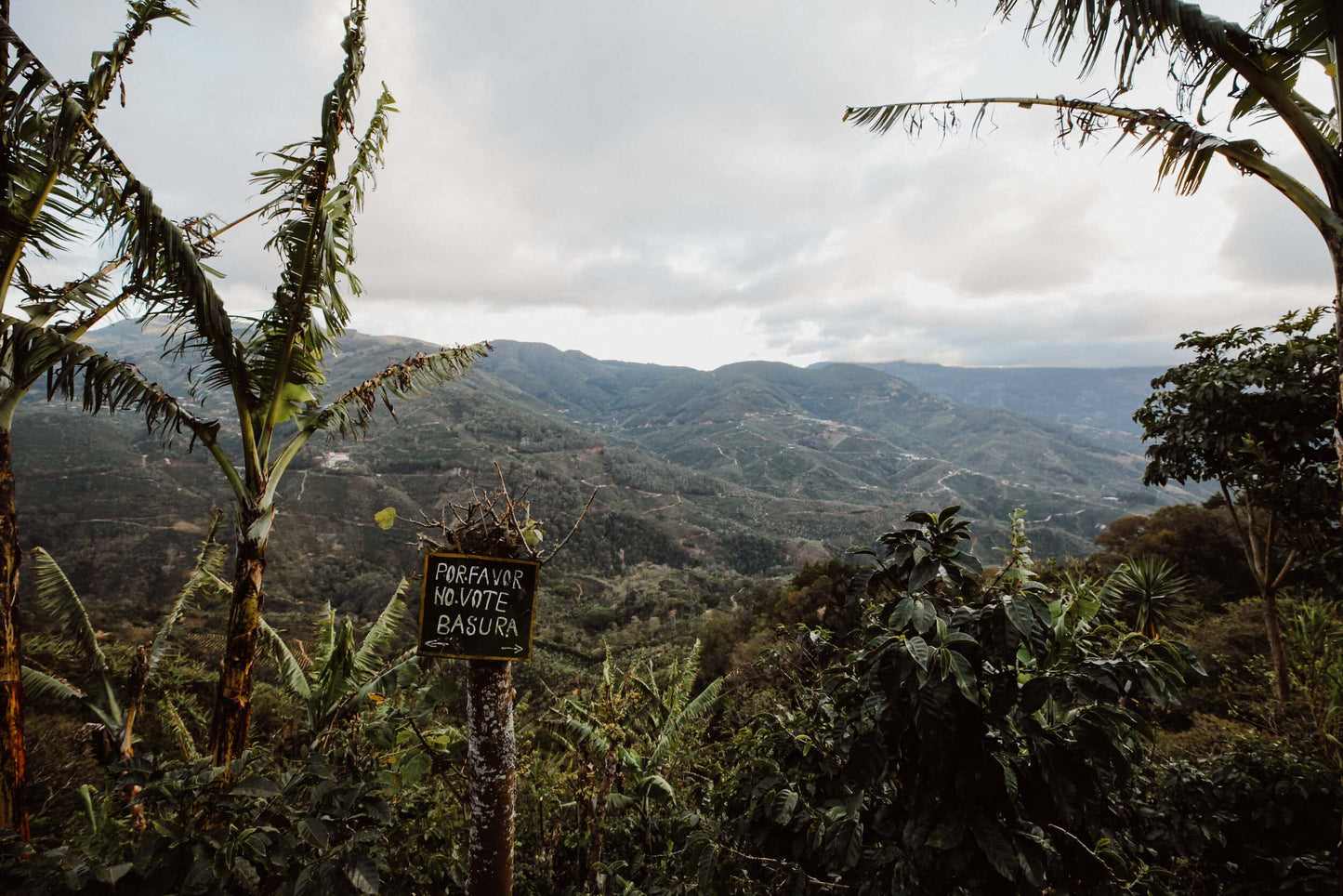 sweeping landscape of coffee farm