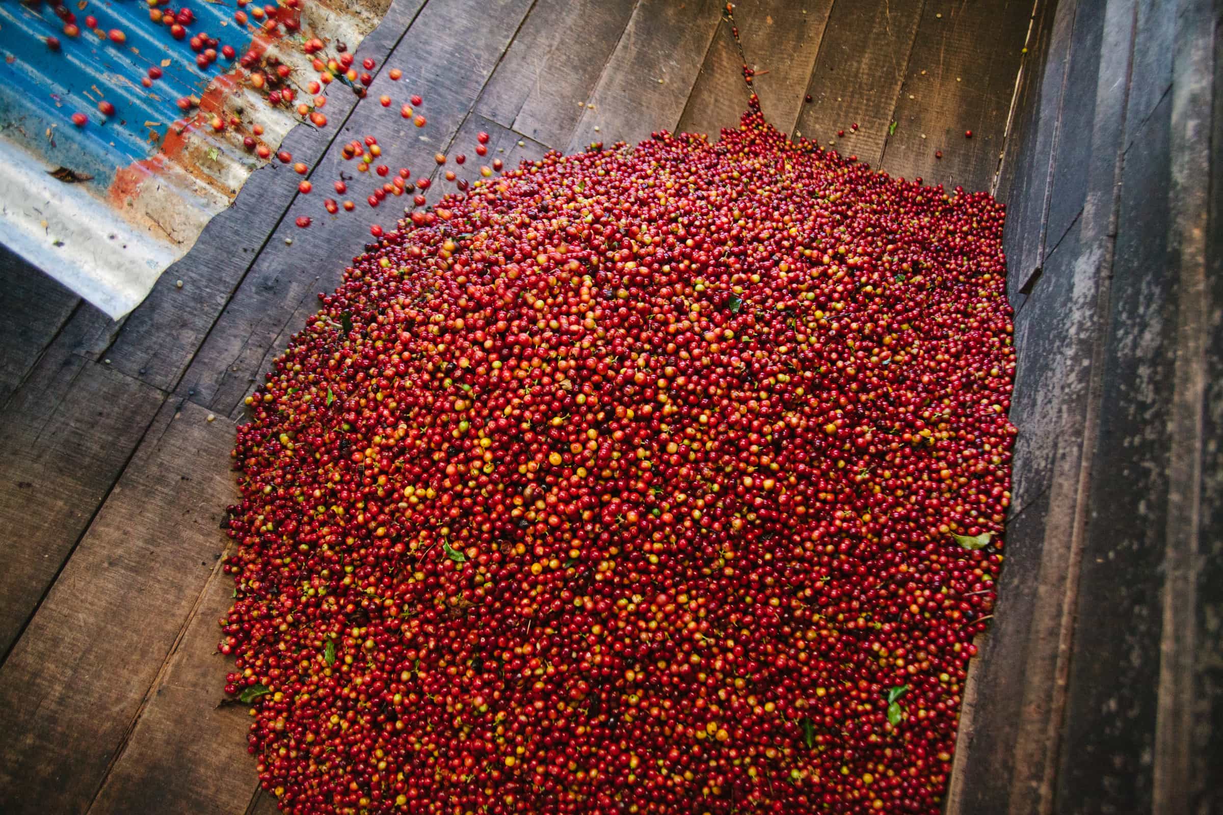 What Is Coffee Processing?