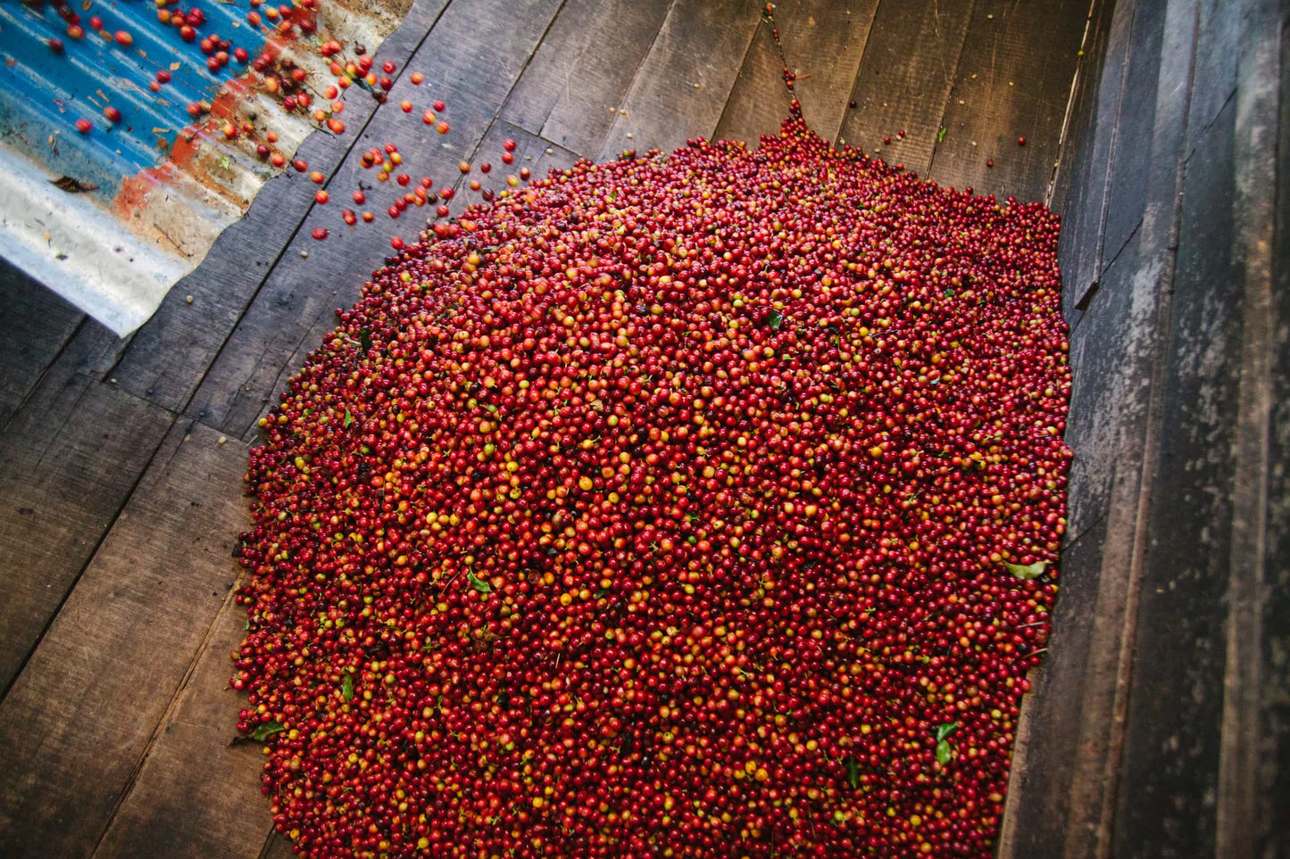 pile of coffee cherries waiting to be processed