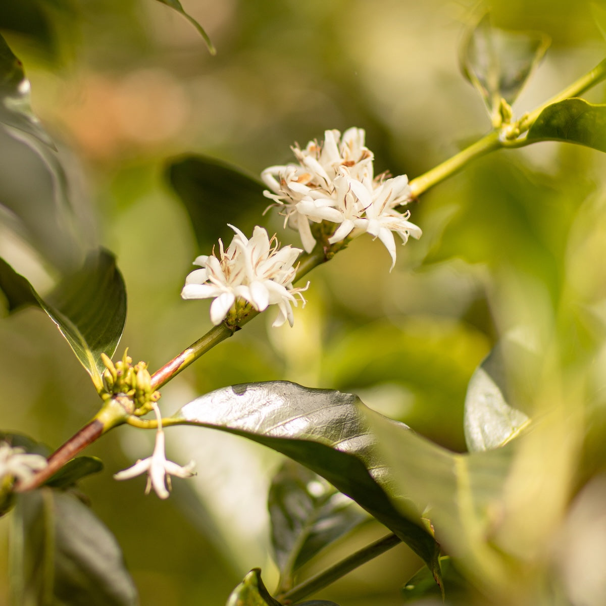 Coffee Blossom Honey
