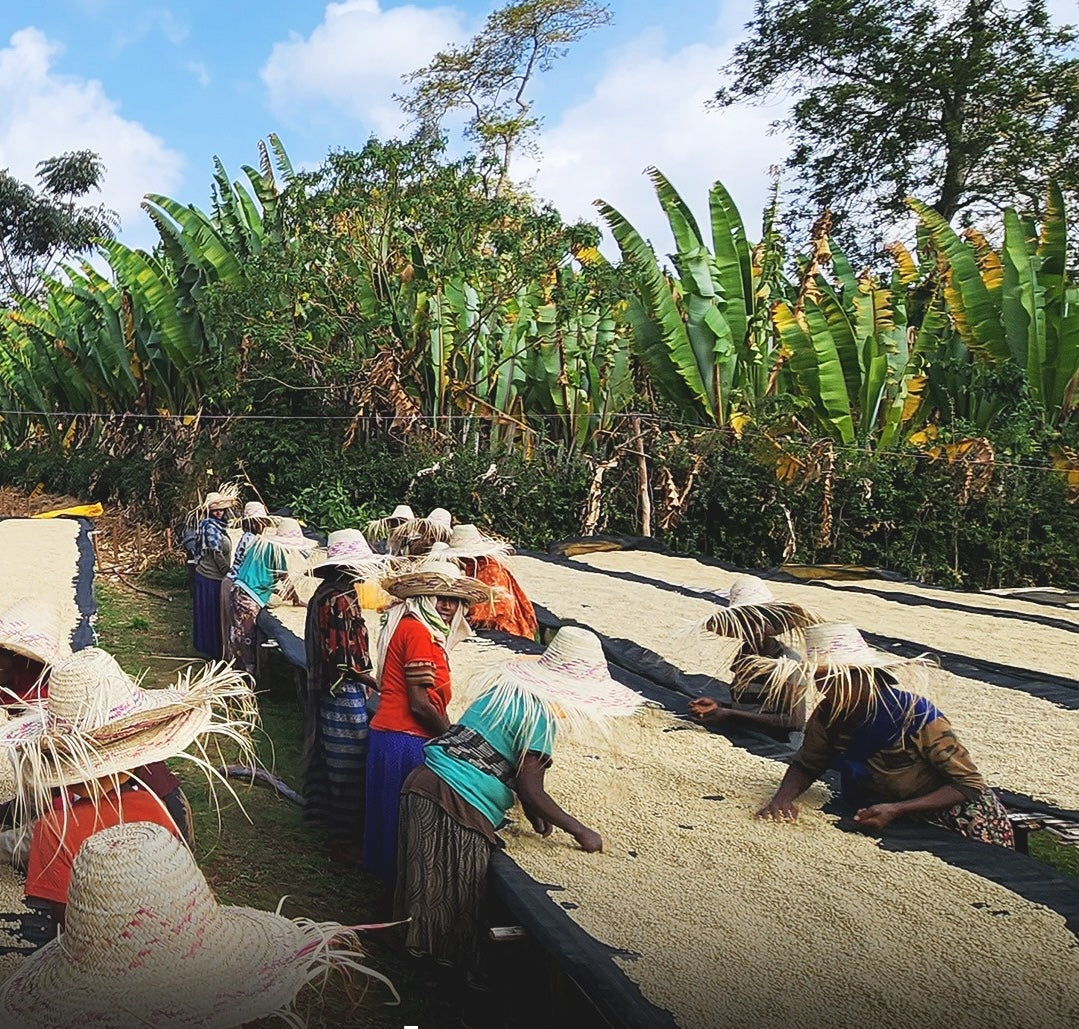 Banko Taratu - Ethiopia