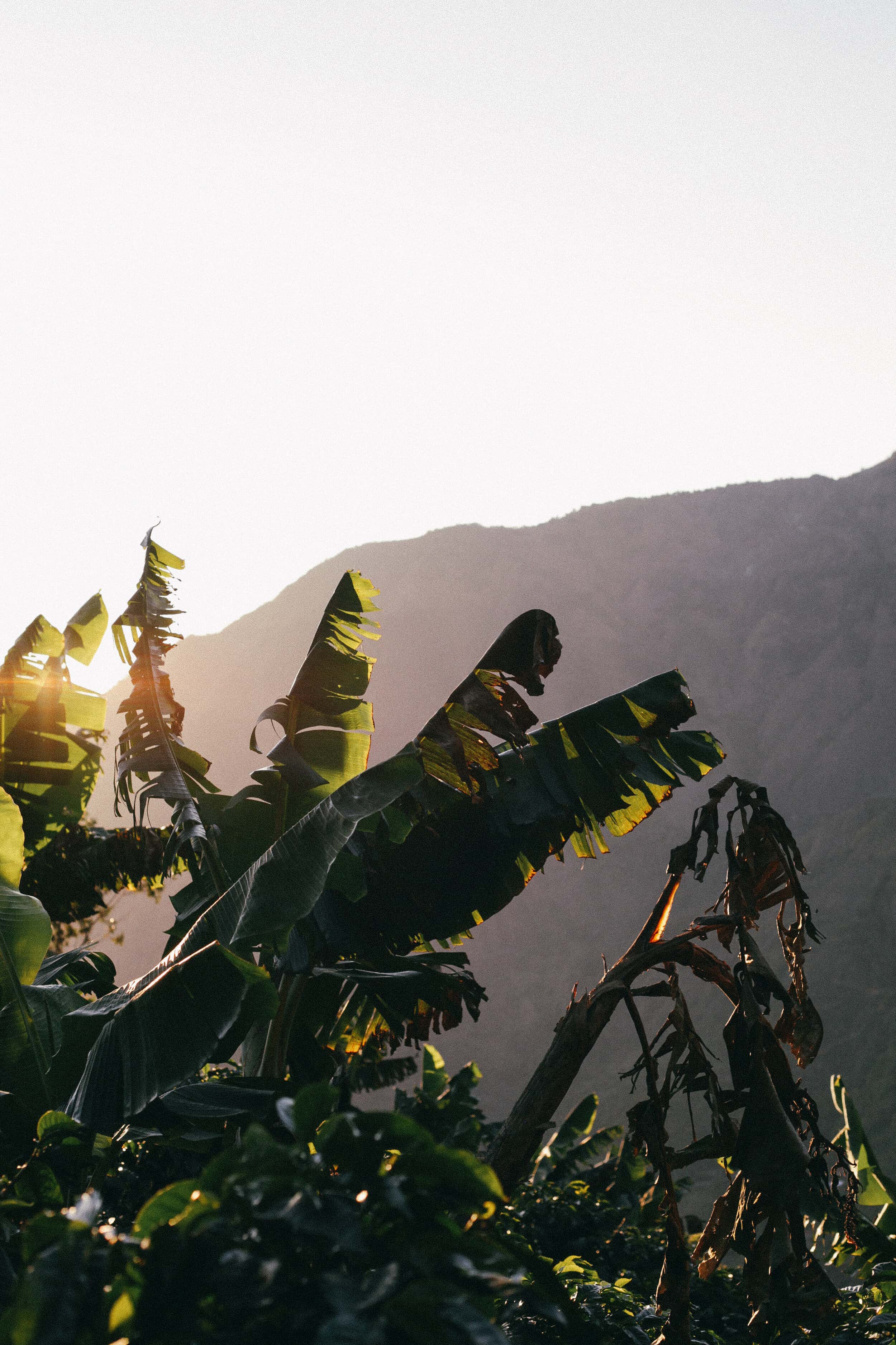 sun setting over a hill of a coffee farm