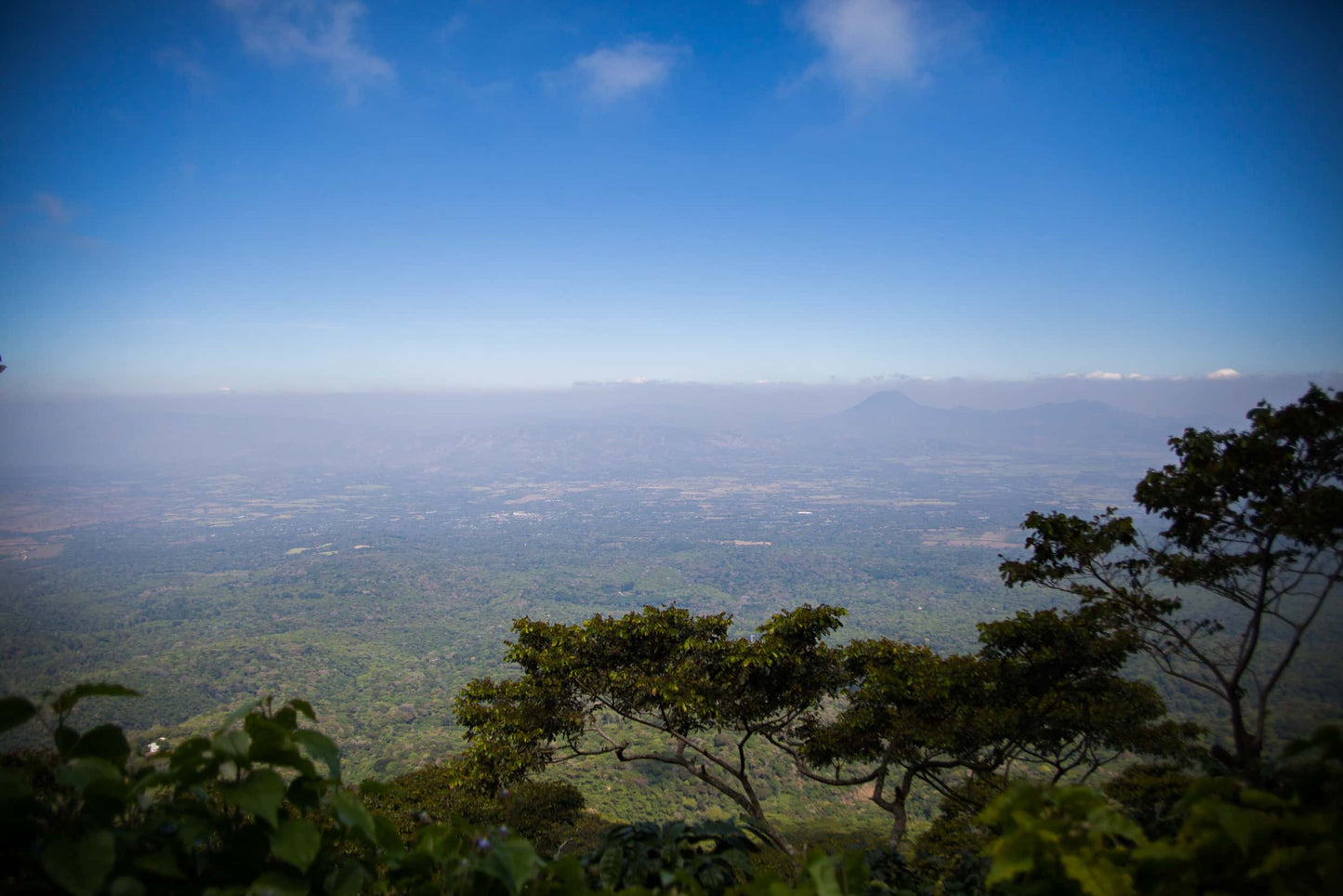 el salvador coffee region