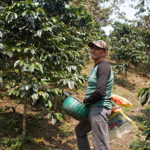 
                  
                    David Armijos Geisha - Peru
                  
                