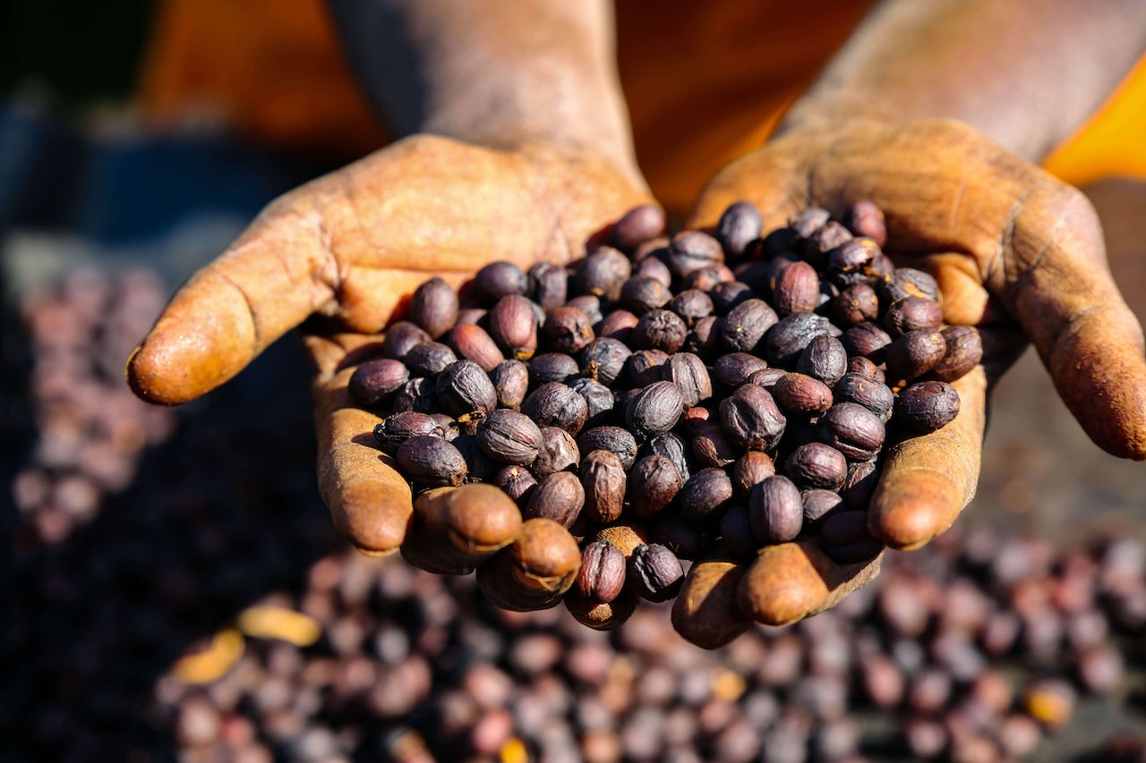 
                  
                    Derara - Ethiopia
                  
                