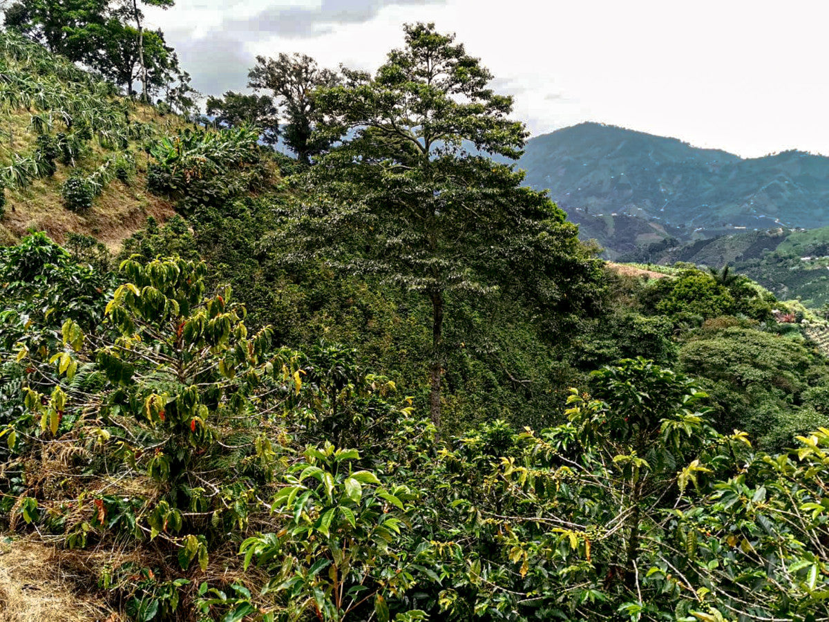 
                  
                    El Eden - Colombia Limited Release
                  
                