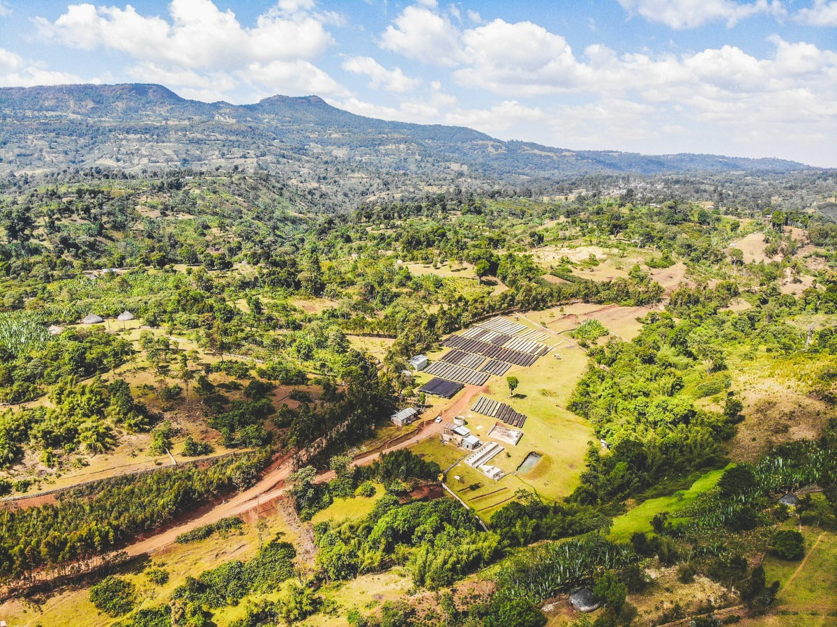 
                  
                    Hamasho Borena Limited Release - Ethiopia
                  
                