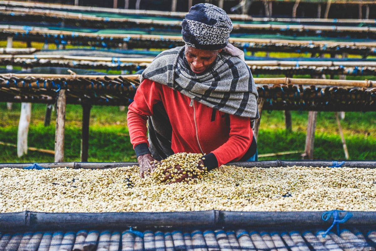 
                  
                    Hamasho Borena Limited Release - Ethiopia
                  
                
