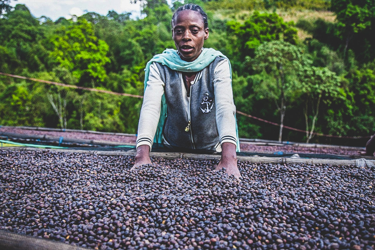 
                  
                    Hamasho Natural - Ethiopia
                  
                