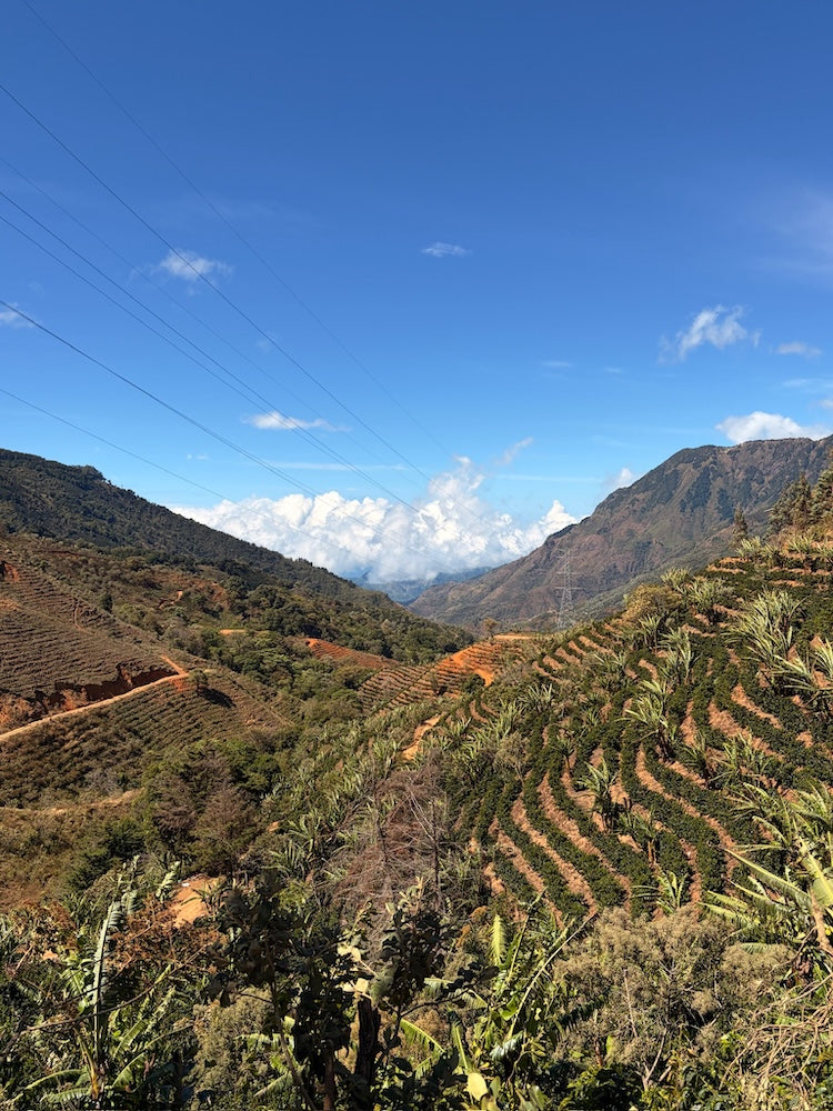 
                  
                    El Manantial Limited Release - Costa Rica
                  
                