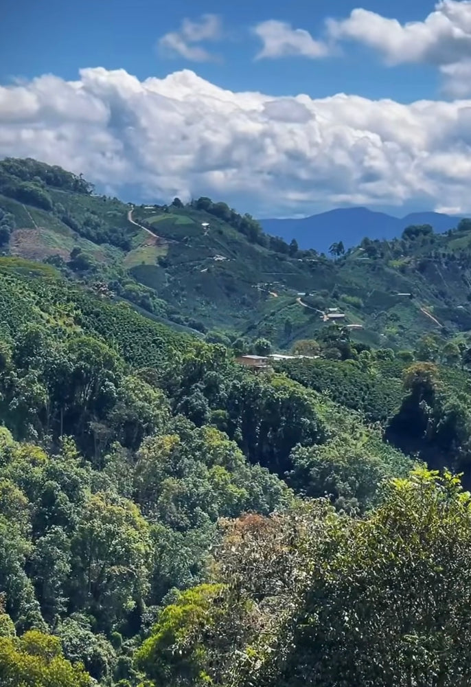 
                  
                    El Diviso Pink Bourbon - Colombia
                  
                