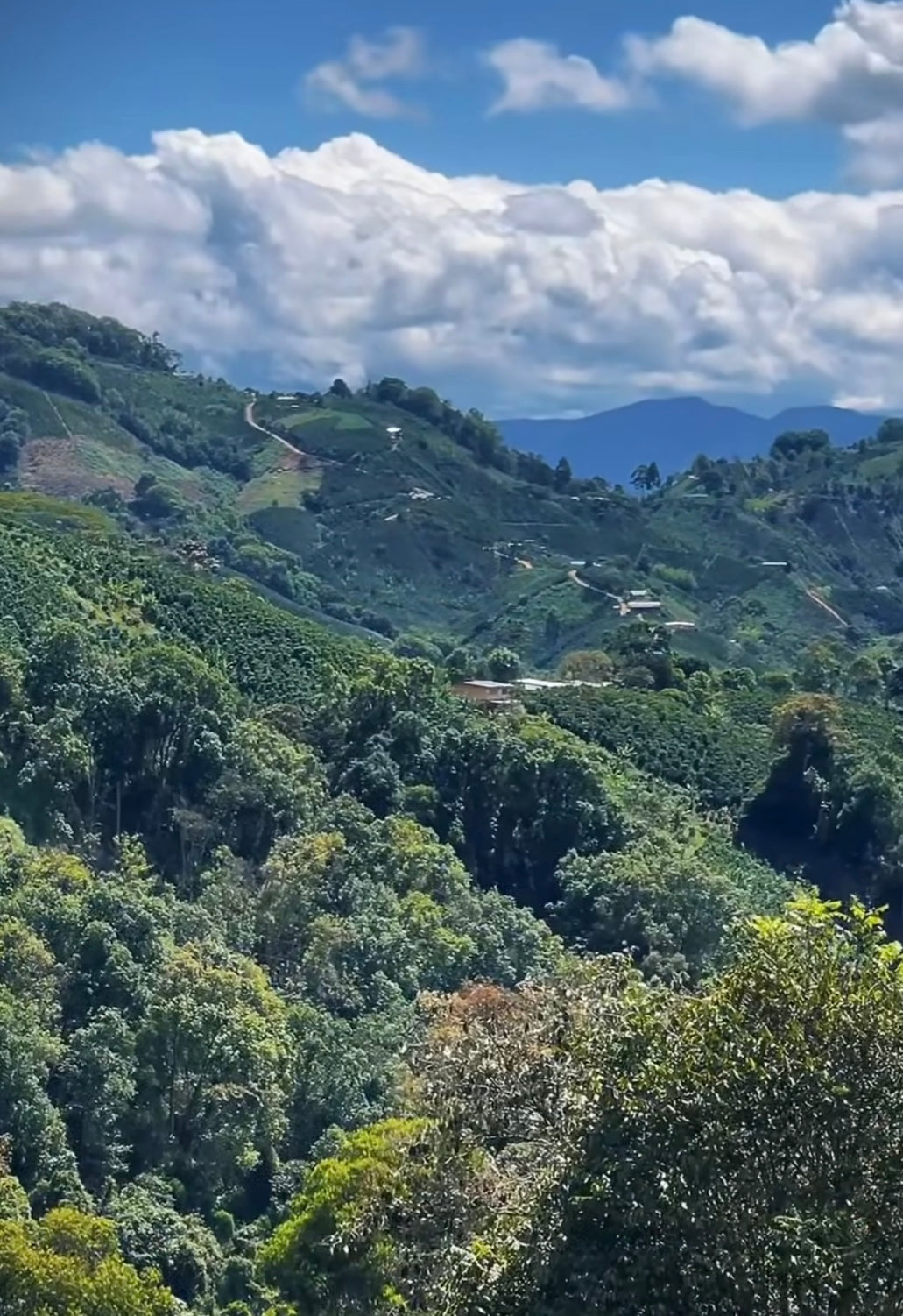 
                  
                    El Diviso Pink Bourbon - Colombia
                  
                