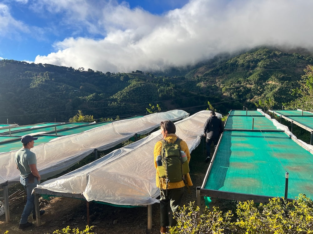 
                  
                    Pie San Typica Limited Release - Costa Rica
                  
                