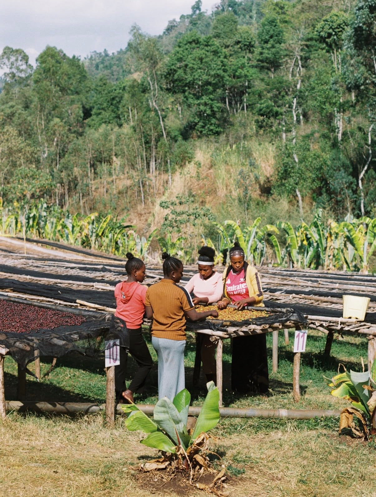 
                  
                    Bensa Kokosa - Ethiopia
                  
                
