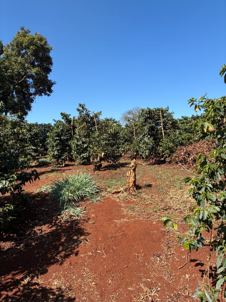 
                  
                    Ibonia Estate AB - Kenya
                  
                