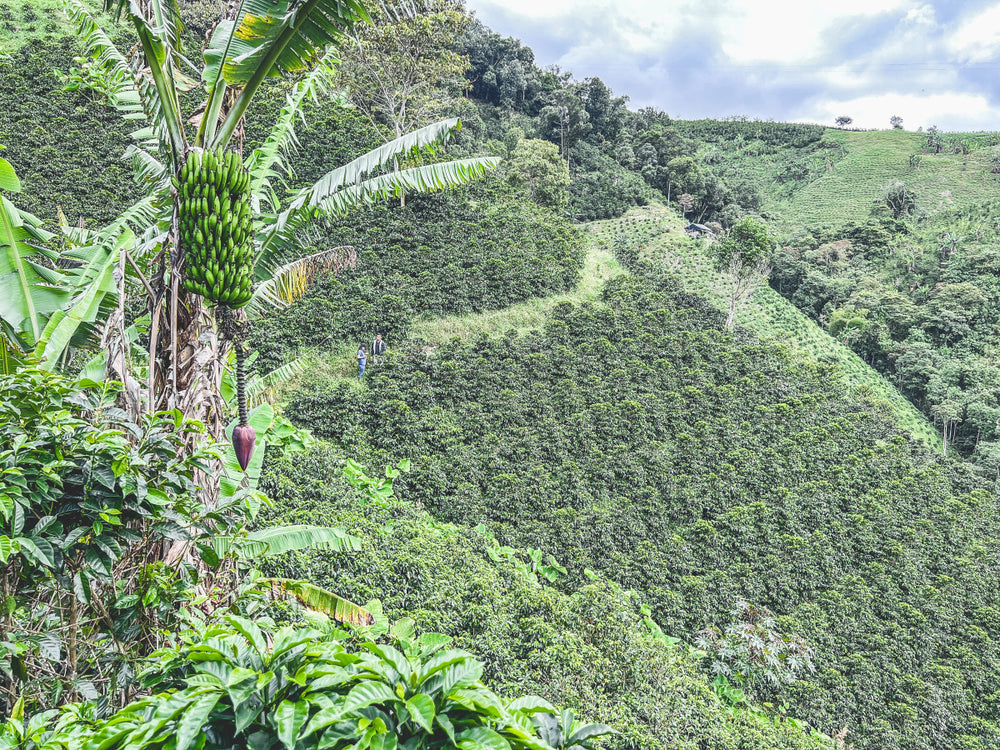 
                  
                    Las Perlitas - Colombia
                  
                