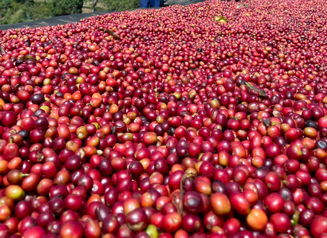 
                  
                    Arbegona Anaerobic Natural Limited Release - Ethiopia
                  
                
