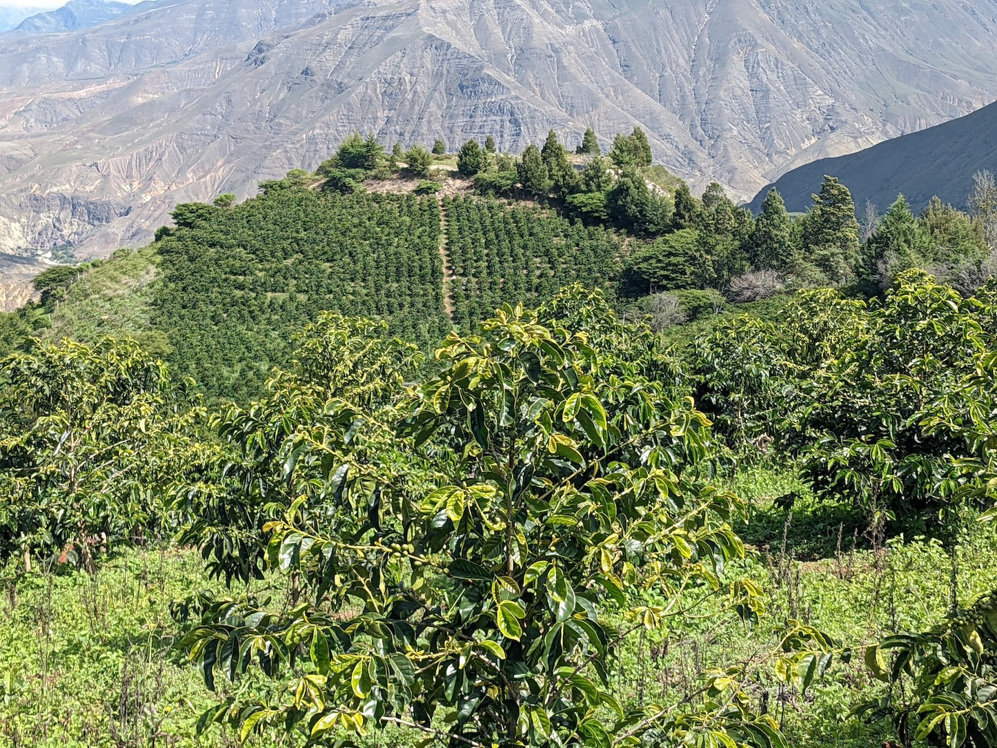 
                  
                    La Papaya Lot 22 - Ecuador
                  
                