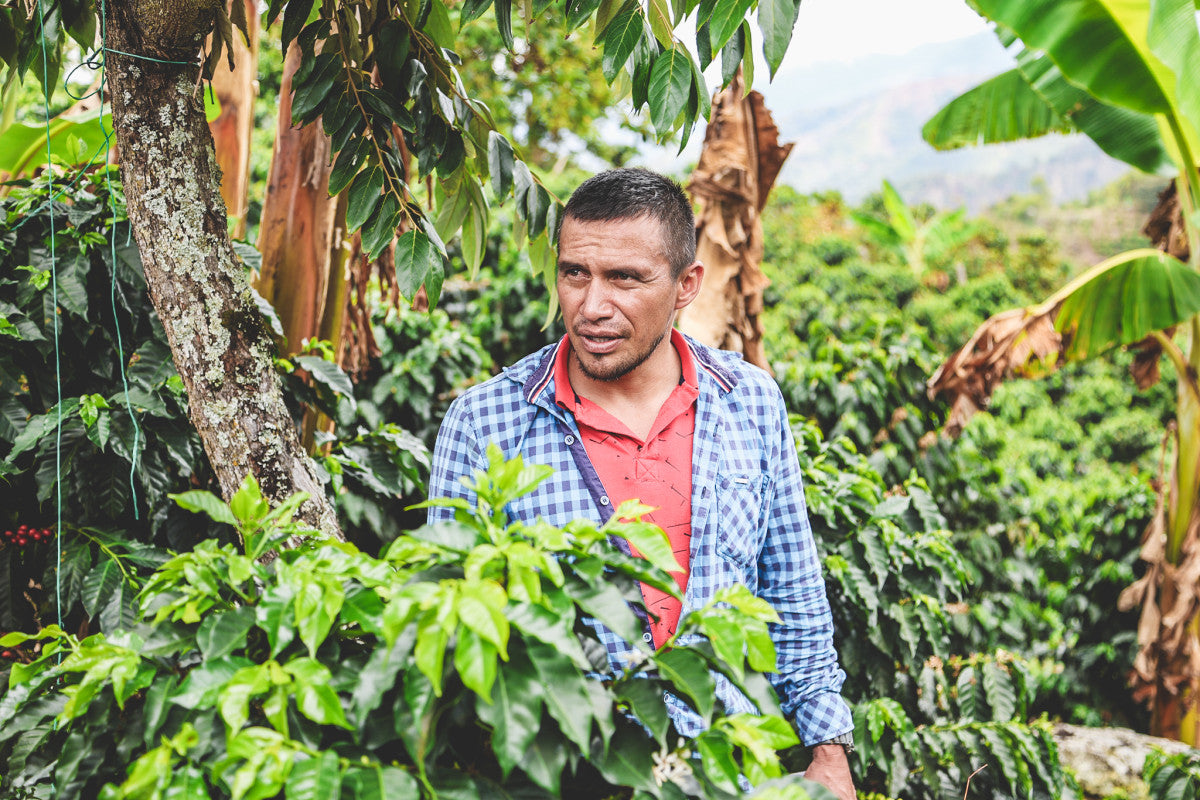 
                  
                    Palma Rosa - Colombia
                  
                