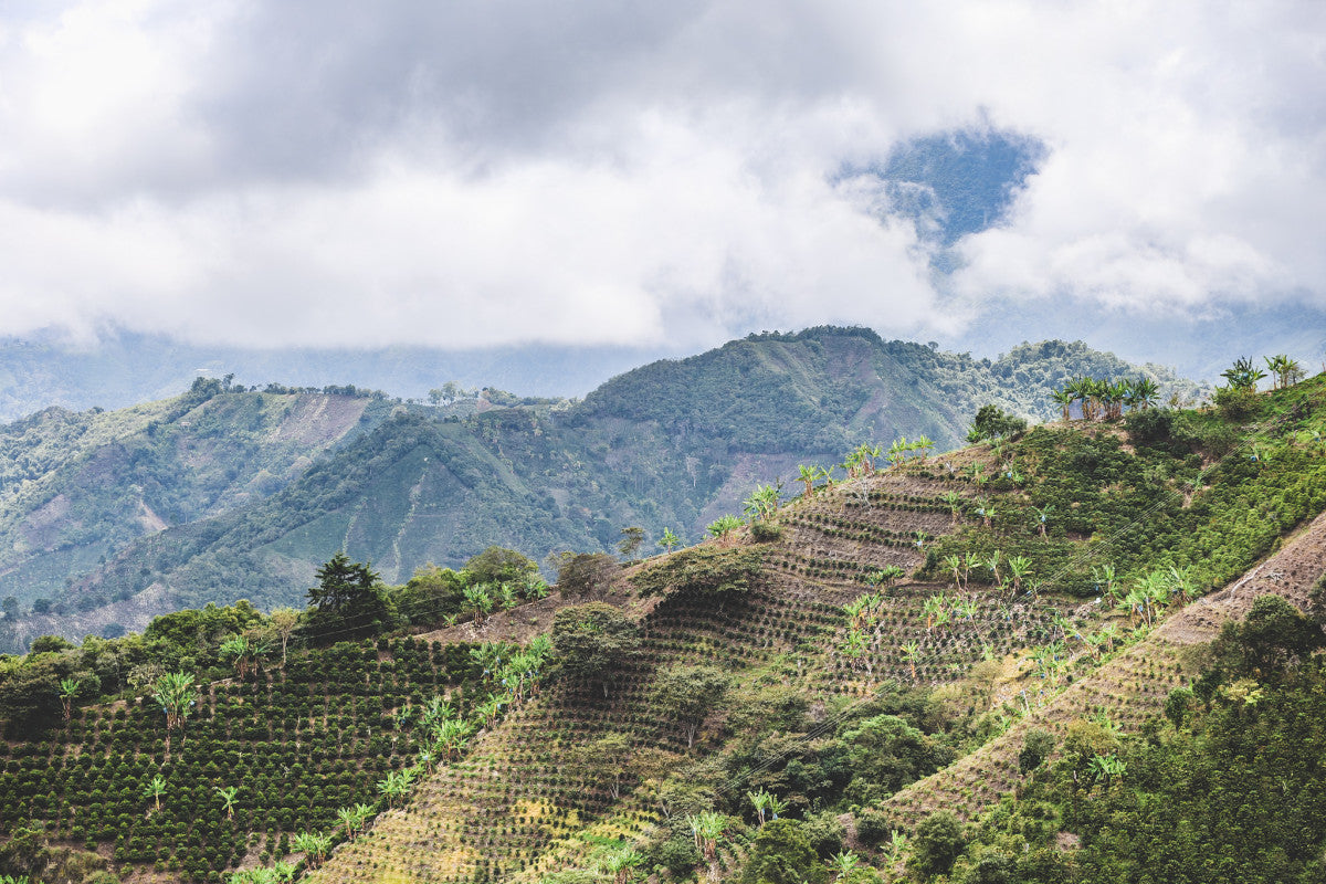 
                  
                    Palma Rosa - Colombia
                  
                