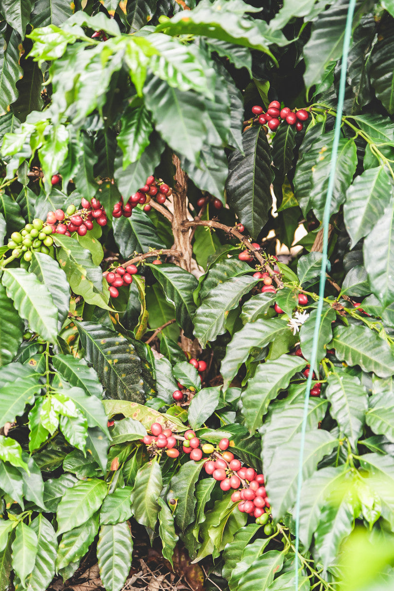 
                  
                    Palma Rosa - Colombia
                  
                