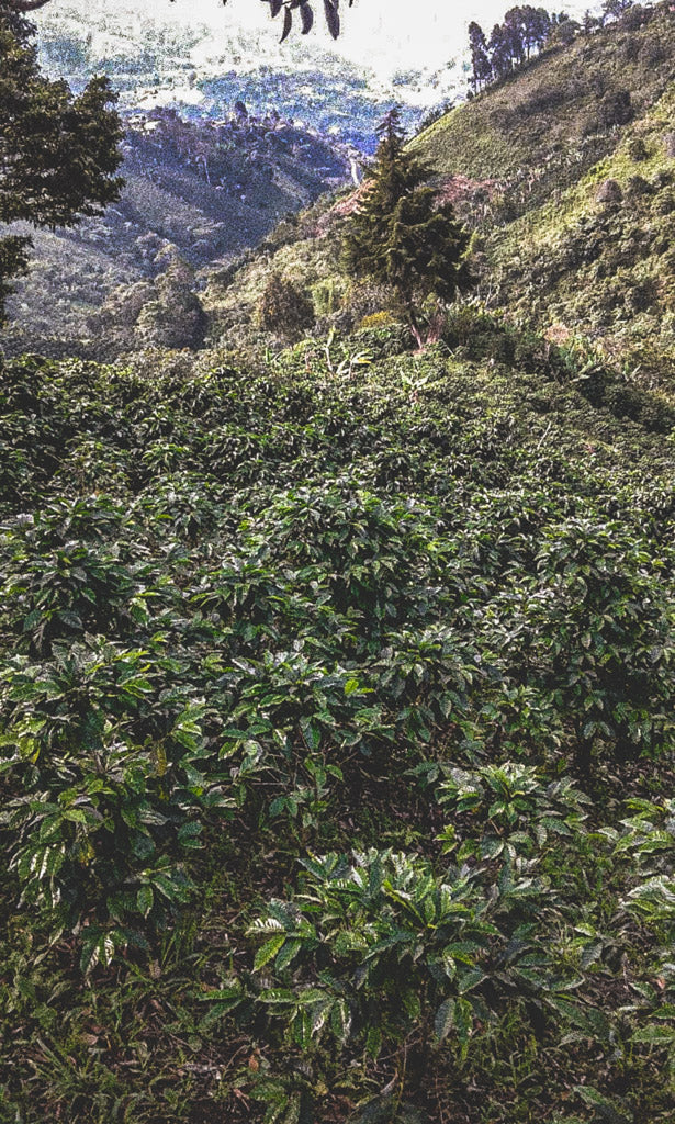El Recuerdo - Colombia