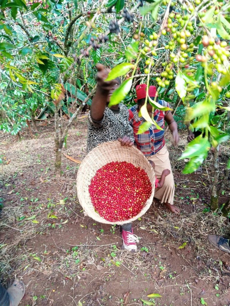 
                  
                    Yabitu Koba - Ethiopia
                  
                