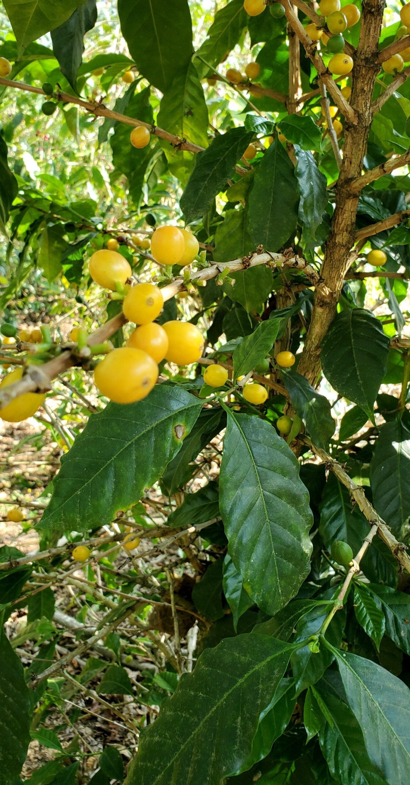 
                  
                    San Lucas Zoquiapam - Mexico
                  
                
