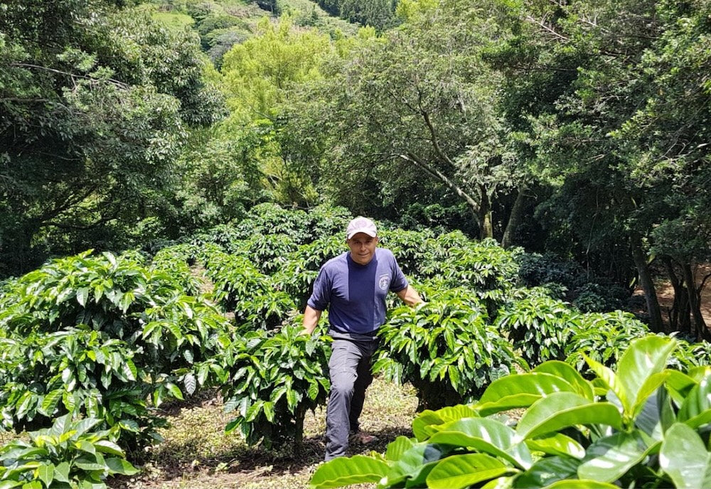 
                  
                    El Manantial Limited Release - Costa Rica
                  
                