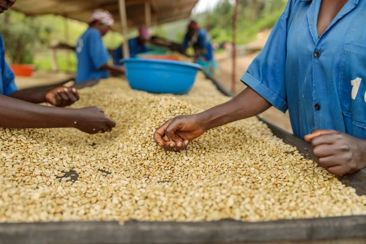 
                  
                    Kiyonza Hill - Rwanda
                  
                