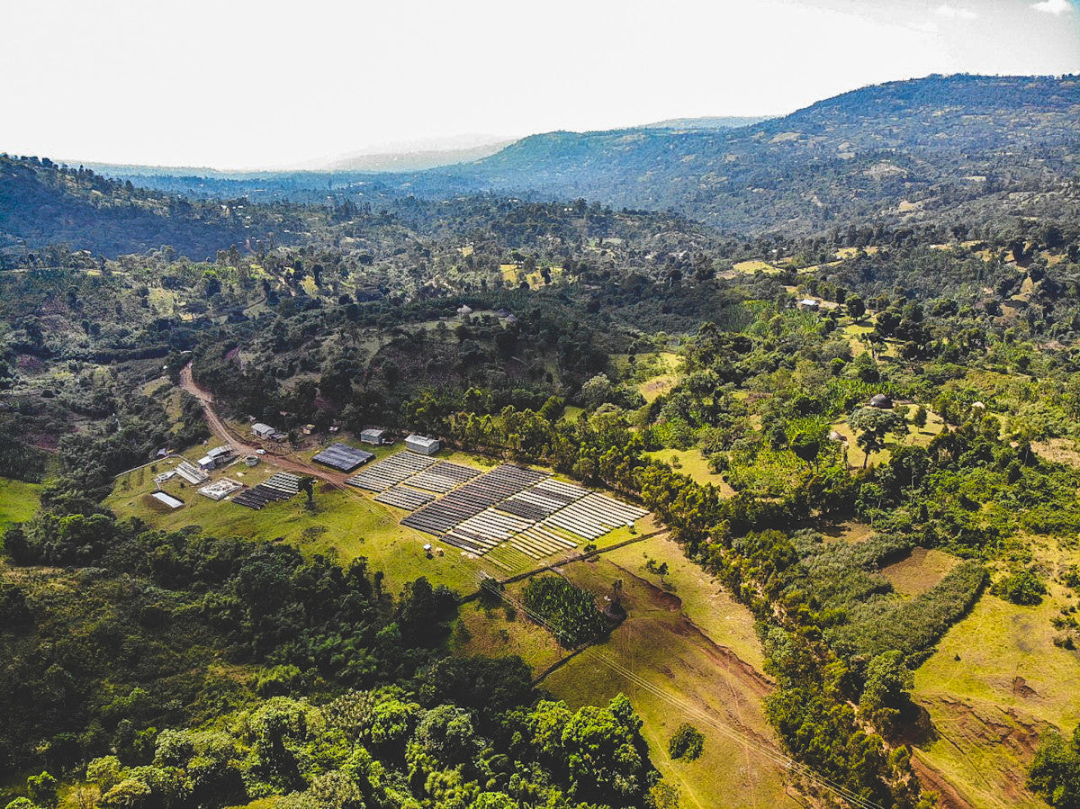 
                  
                    Hamasho Natural - Ethiopia
                  
                
