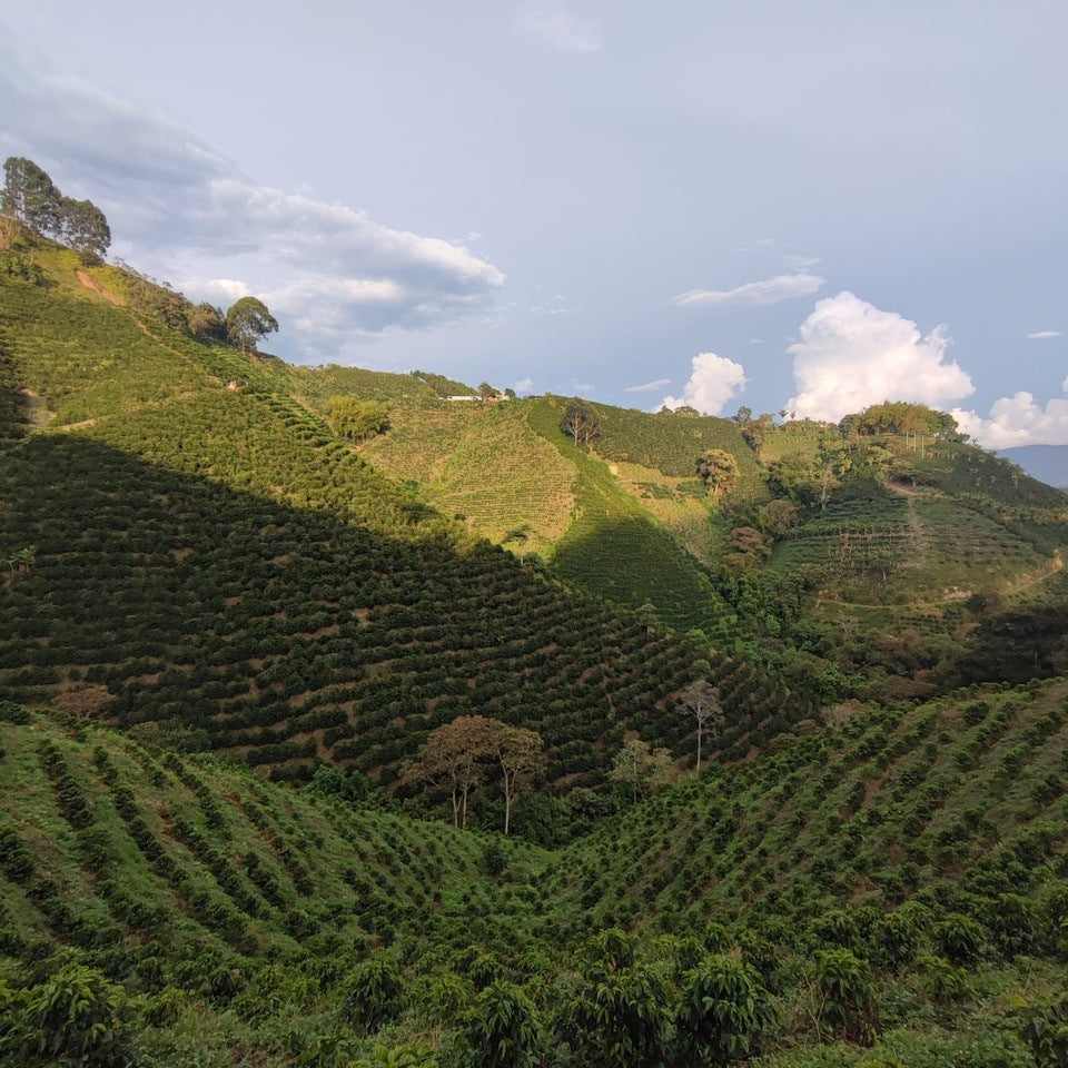 
                  
                    Las Flores - Colombia
                  
                