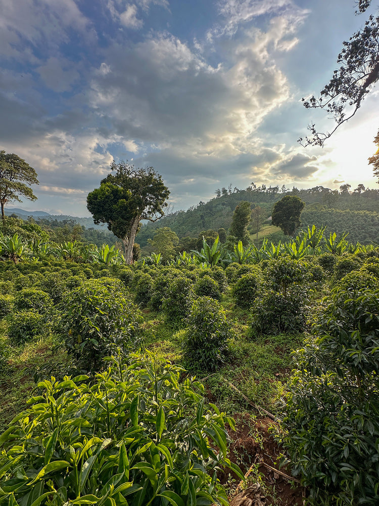 
                  
                    Mate Matiwos - Ethiopia
                  
                